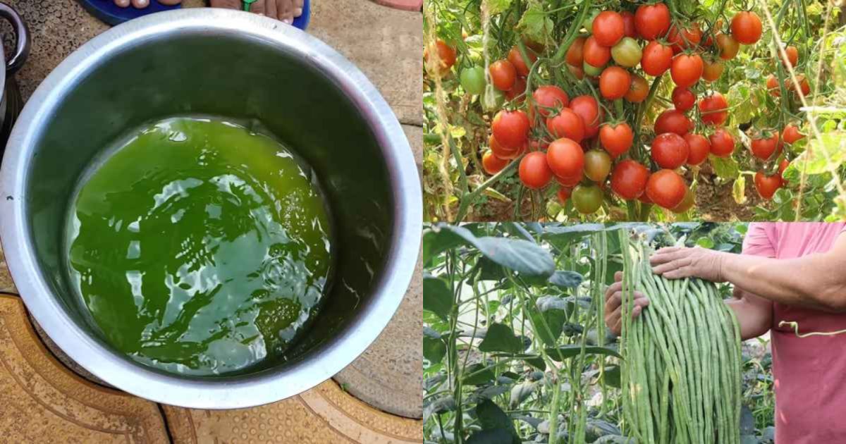 Magic Fertilizer For Vegetables
