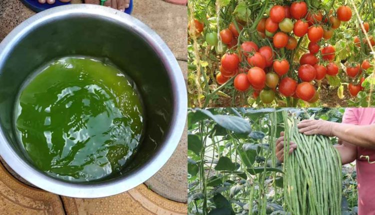 Magic Fertilizer For Vegetables