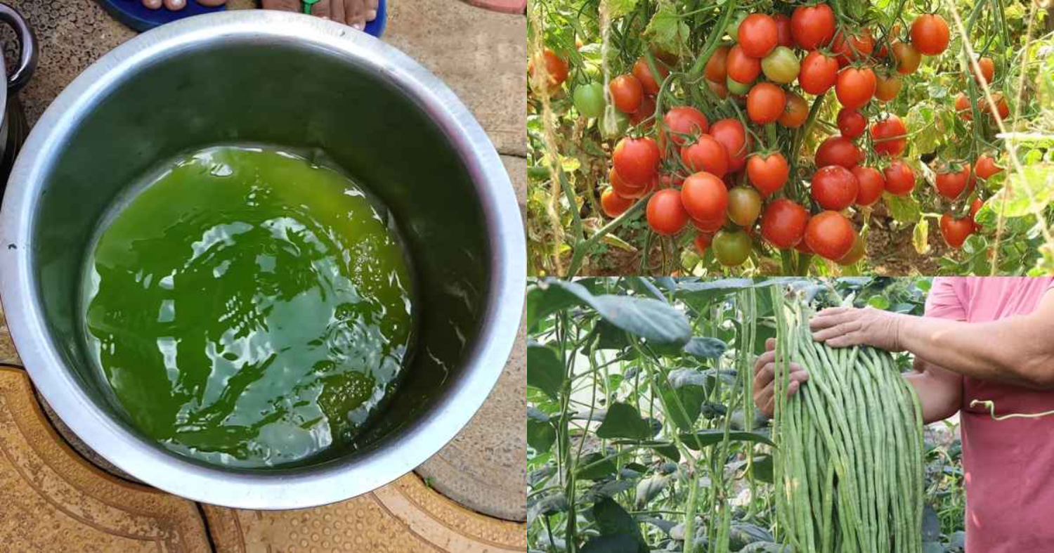Magic Fertilizer For Vegetables