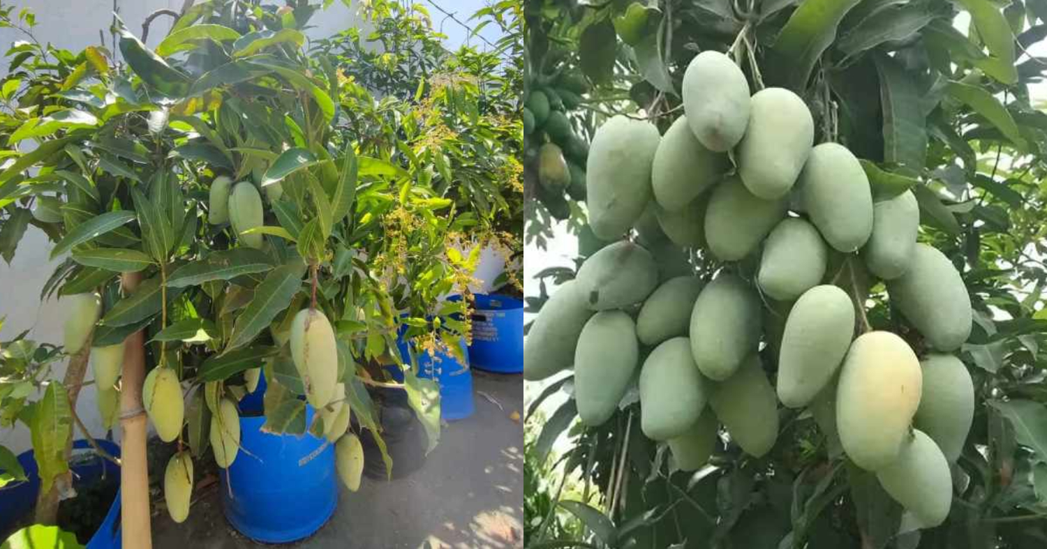 Mango Farming in Drum