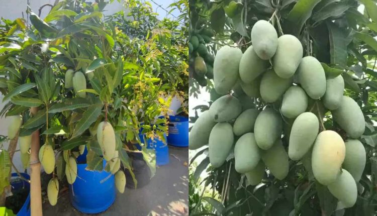 Mango Farming in Drum
