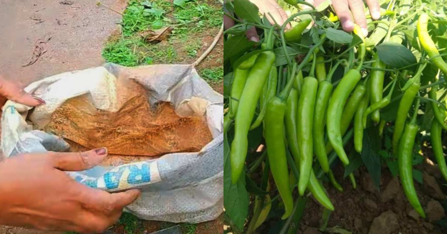 Mulak Krishi Tips Using Bag