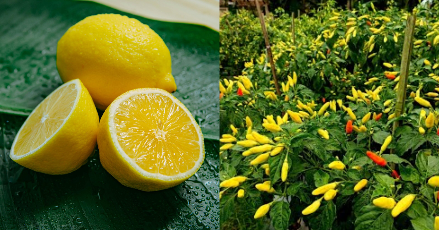 One lemon is enough to double the yield of chillies