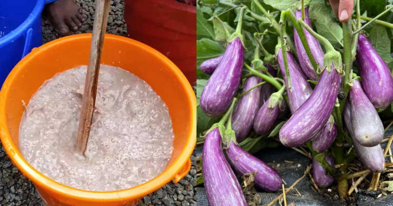 Organic Fertilizer for Brinjal Cultivation