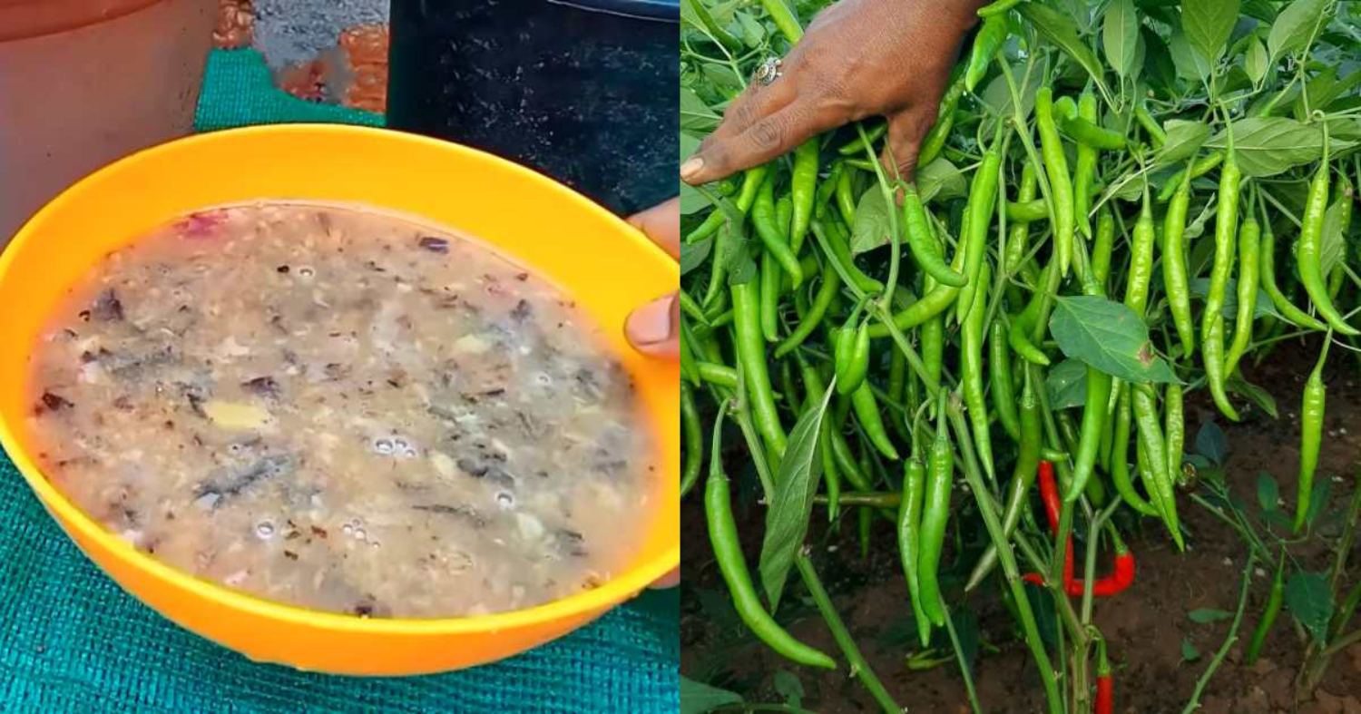 Pachamulak Krishi Fertilizer