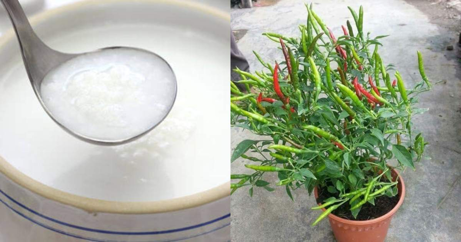 Pachamulaku Krishi Tricks