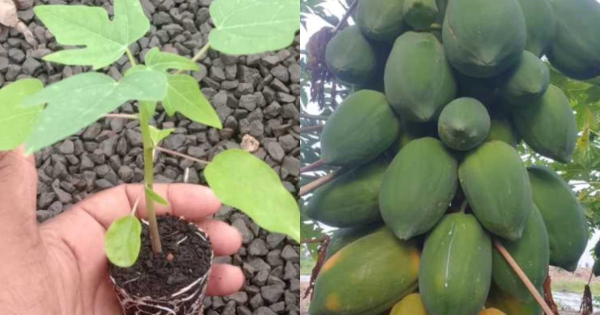 Pappaya Cultivation Easy Tips