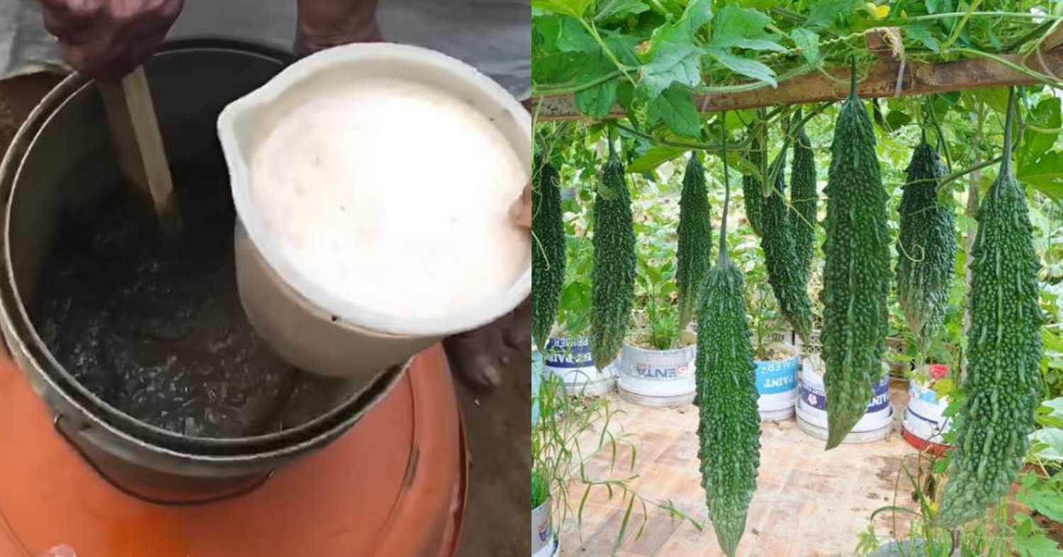 Paval Krishi 10 Tips
