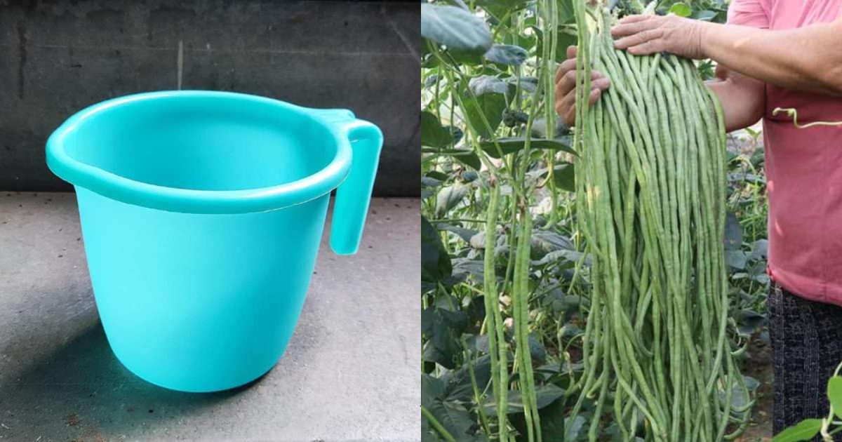 Payar Krishi Using Mug
