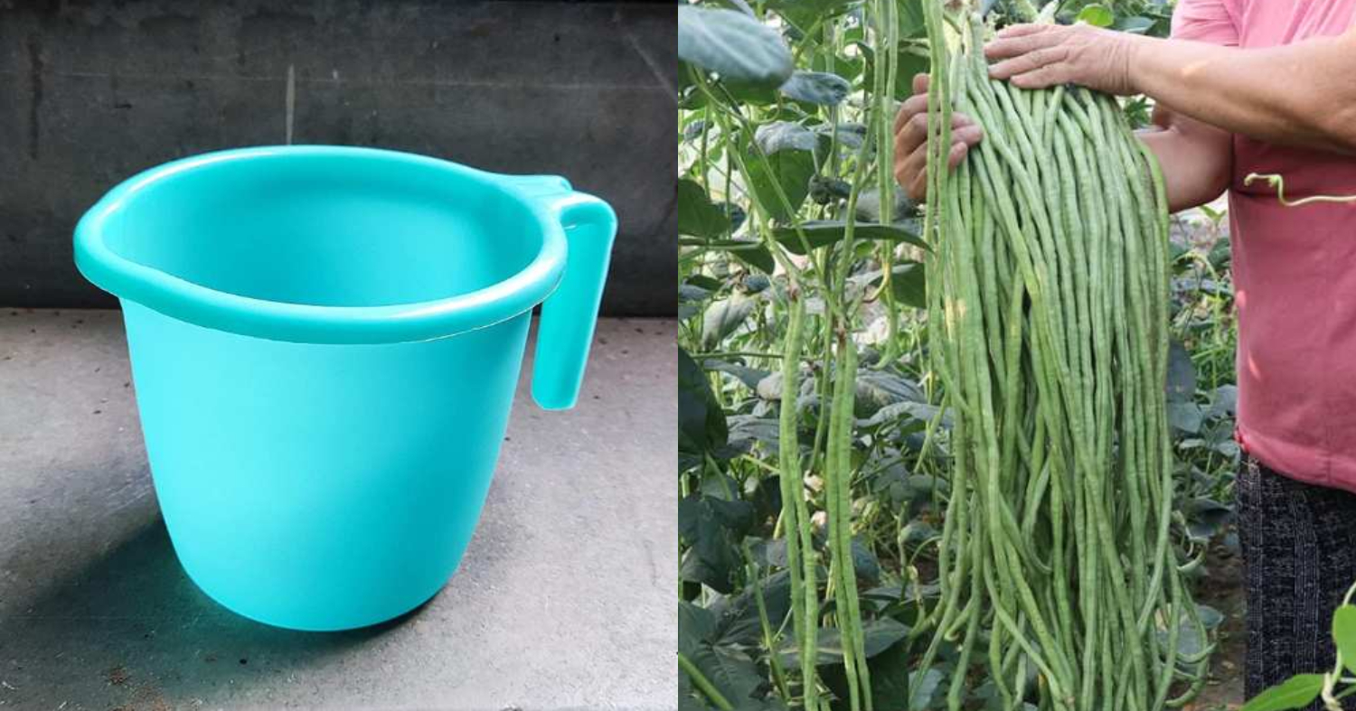 Payar Krishi Using Mug