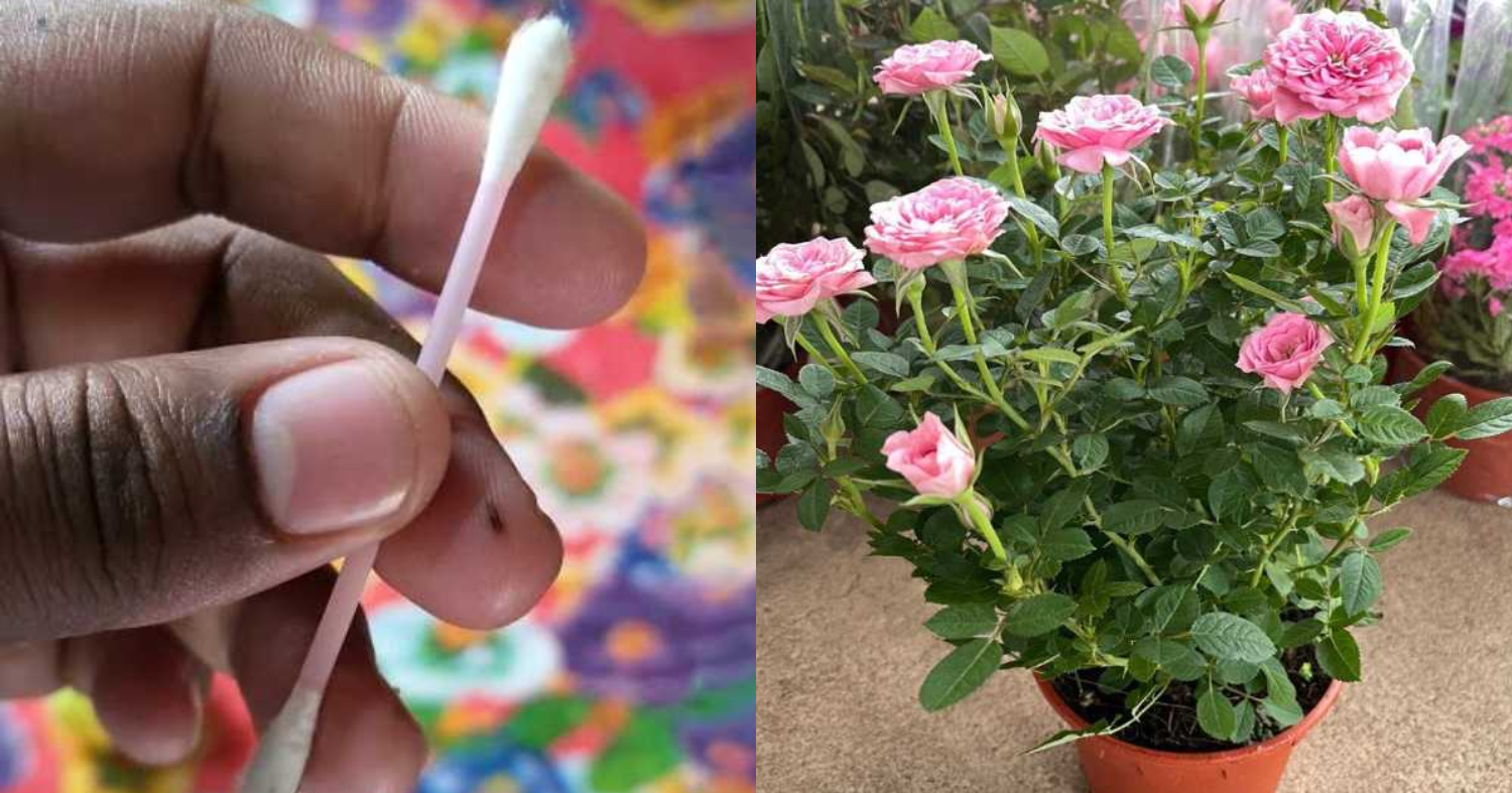 Plant Self Watering Easy Tips