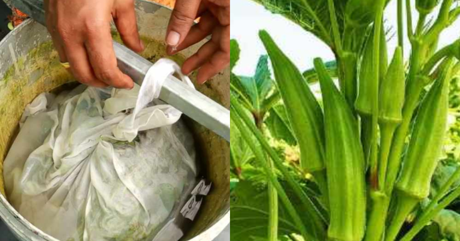 Plants Fertilizer Using Sanji