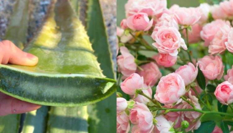 Rose Flowering Tips Using Aloe Vera