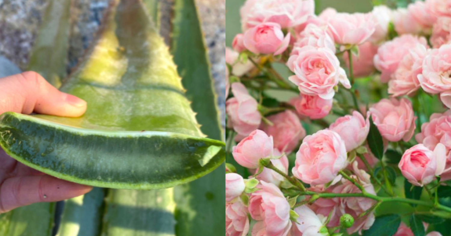 Rose Flowering Tips Using Aloe Vera