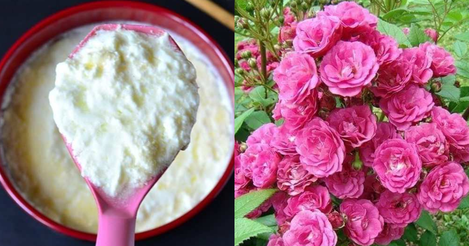 Rose Flowering Tips Using Onion And Curd