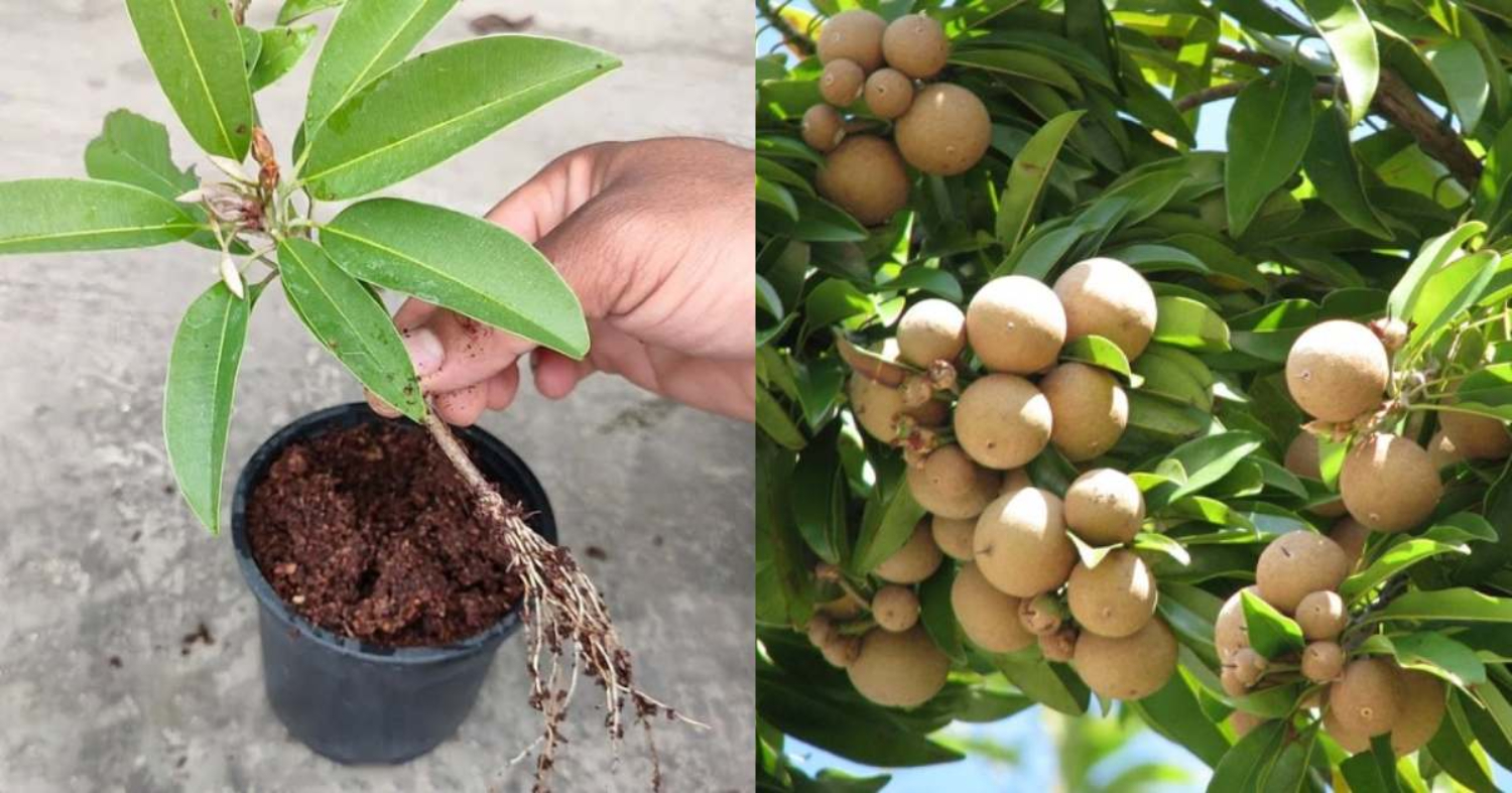 Sapota Krishi Tips