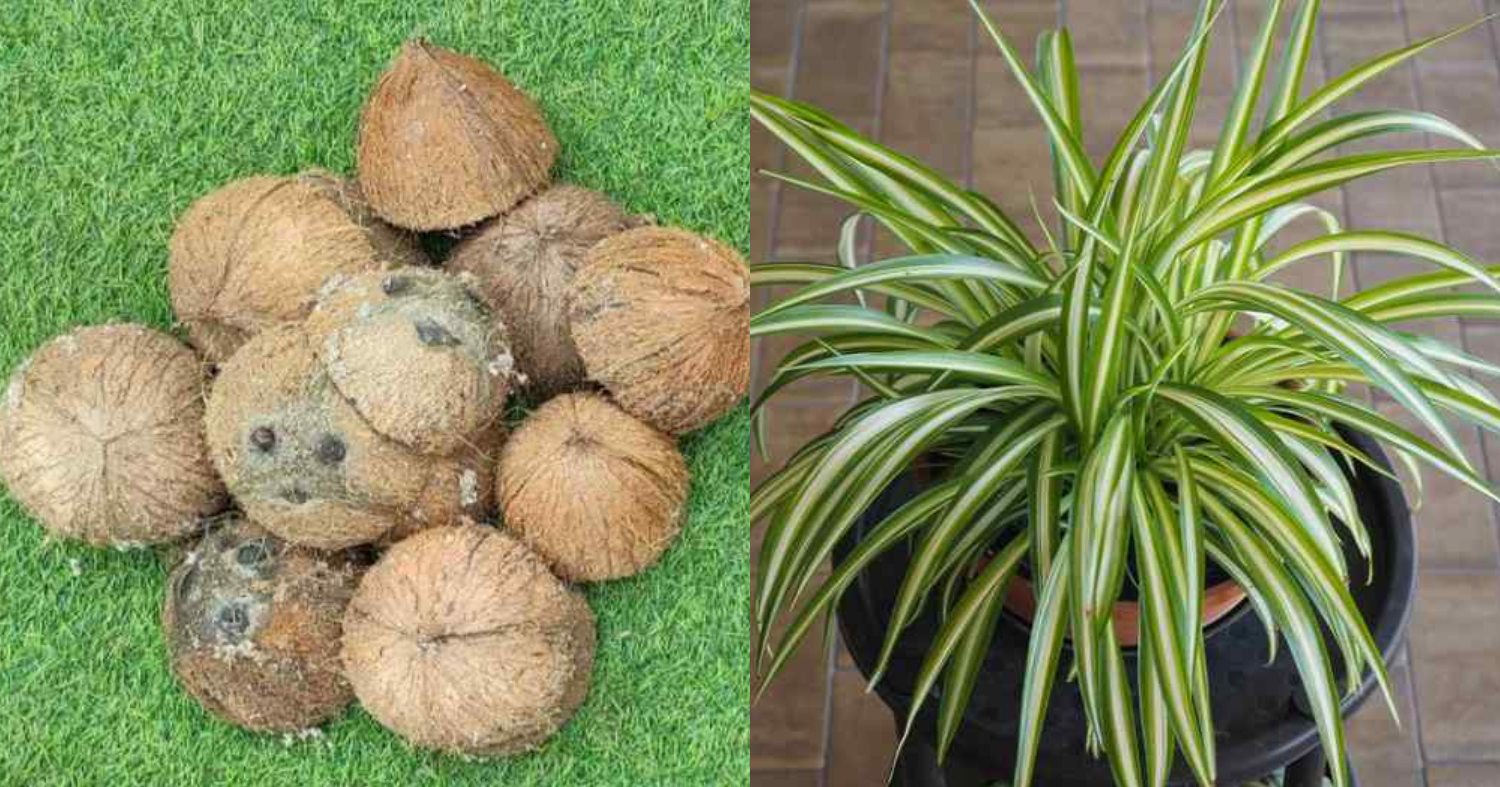 Spider Plants Care Tips