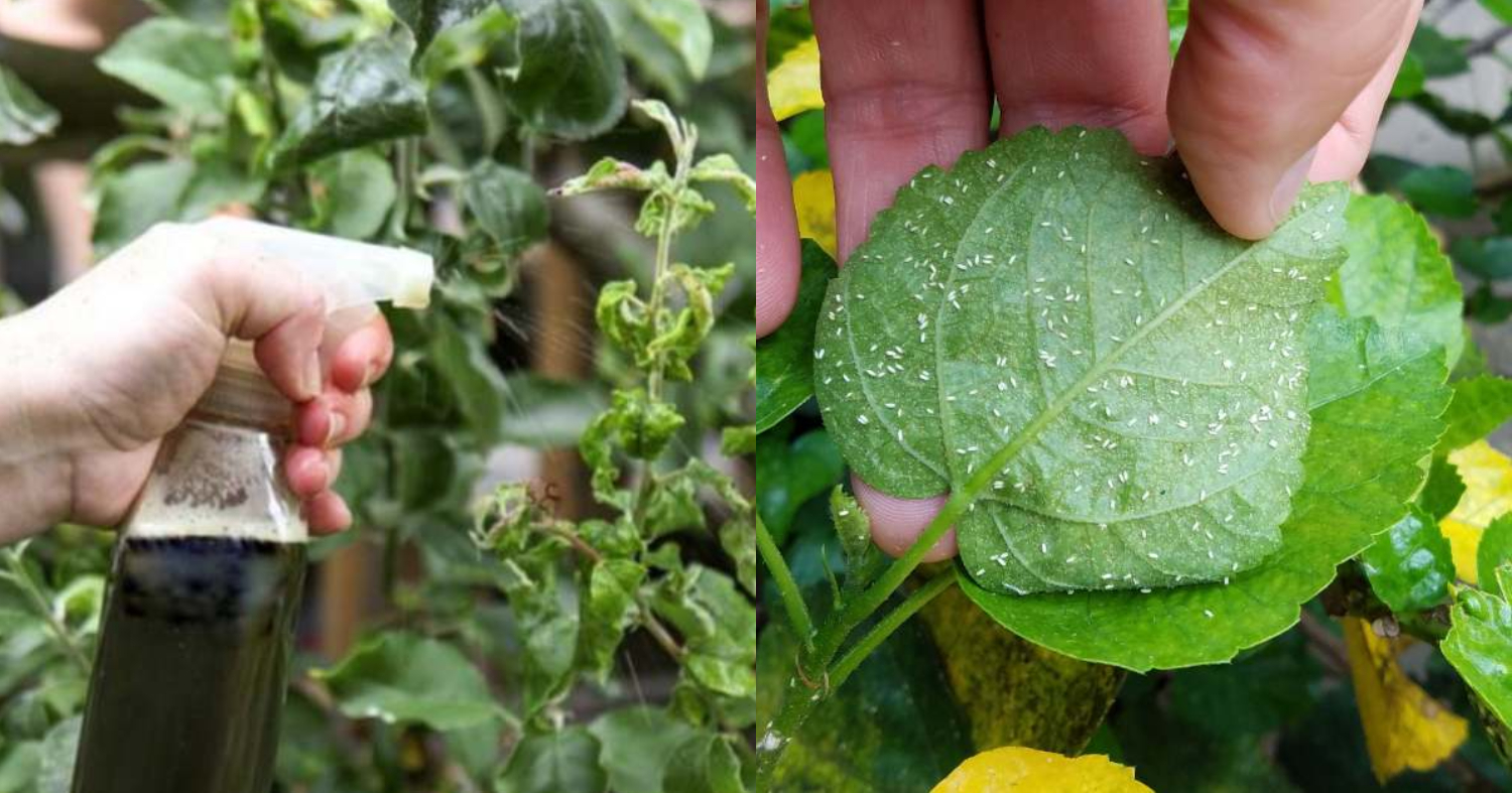 Success Tips Get Rid of Whiteflies