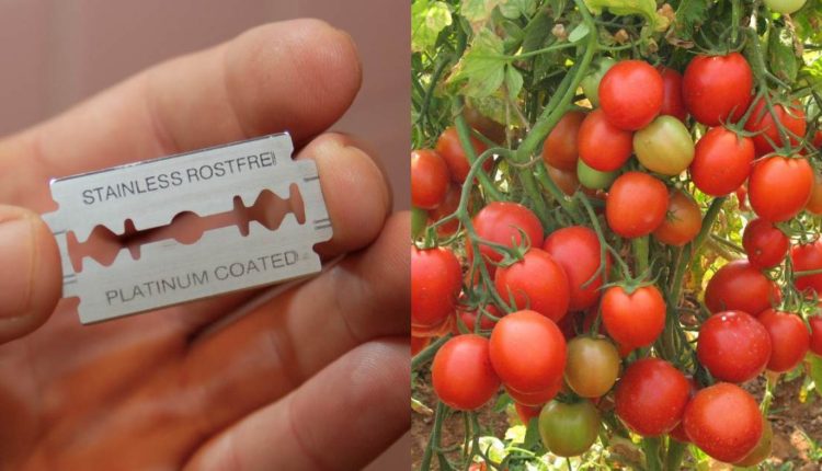 Tomato Krishi Tips Using Blede