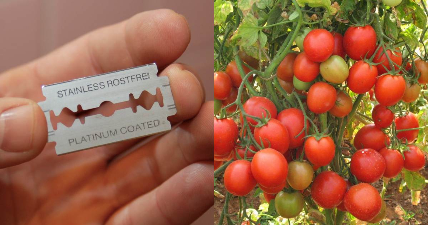 Tomato Krishi Tips Using Blede