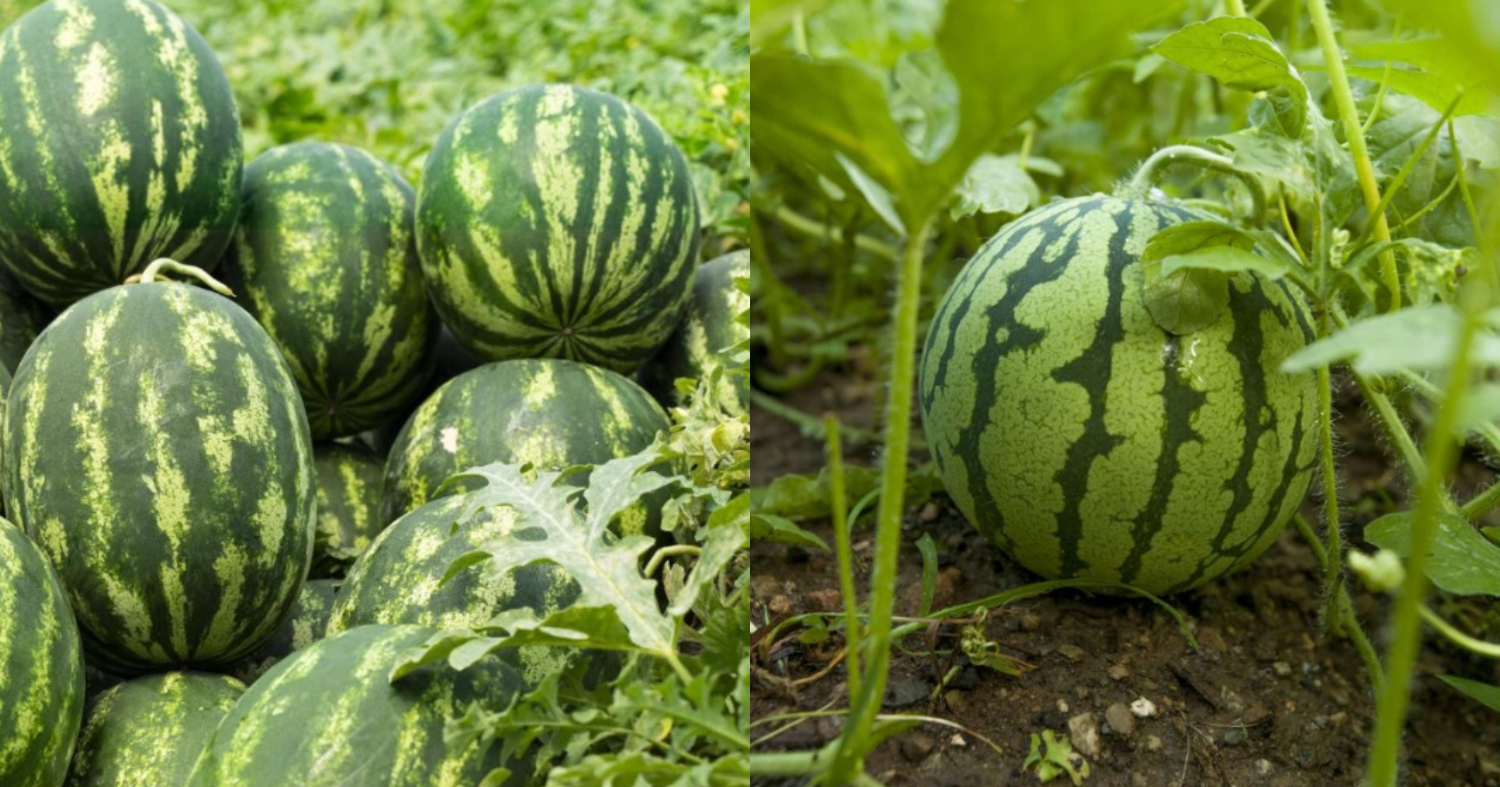 Watermelon Cultivation